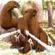 Image for article titled New Study Finds Nipples Evolved To Stop Mammals From Squirting Continuous Streams Of Milk From Chests